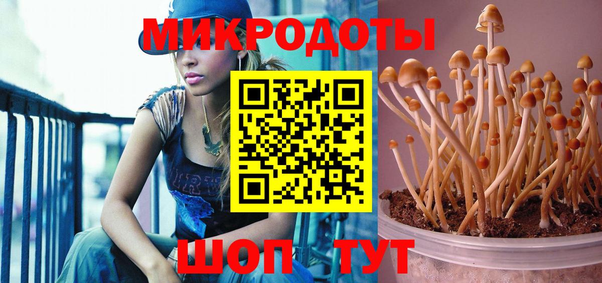 Галлюциногенные грибы Psilocybe Заволжье
